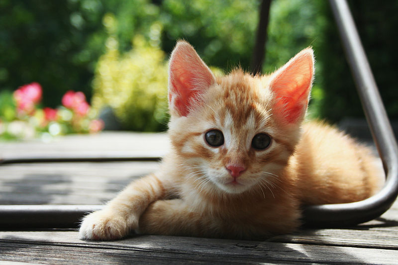 A kitten for you!