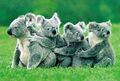 Awesome Foursome hot koala buttsecks.