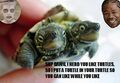 I LIKE TURTLES