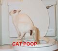 Cat Poop