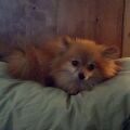 A 5 pound Pomeranian. Cute as fuck imo.Adopted