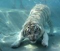 The sea tiger, a close relative of the sea kitten.