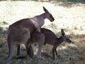 Typical kangaroos in the wild.
