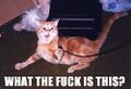 I EXPRESS MY ANGER IN LOLCAT FORM!
