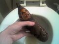 Obama's baby picture.
