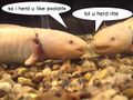 I herd you like axolotl