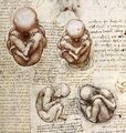 Fetus: Anti-free will or pro-baby murder?