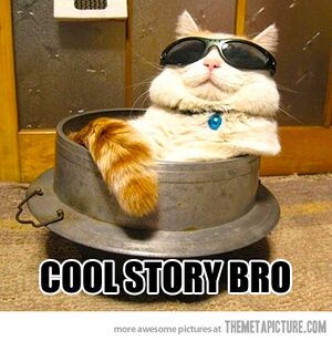 Cool Story Bro cat.jpg