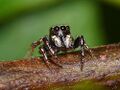 A jumping spider, watching you.