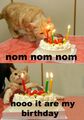 It is Delicious Cake; you must NOM NOM NOM it!