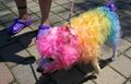 Gay Pride pup?
