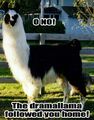 Be sure to watch out for the Drama llama.