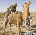 Every time a nigra fucks a camel another Iraqi is born.