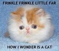 Frinklecat