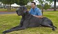 Some dogs are huge. Like Giant George!