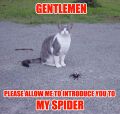 Spiders make good pets for your pets.