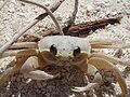 Kawaii sandcrab