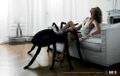 Spiders spread sexual disease